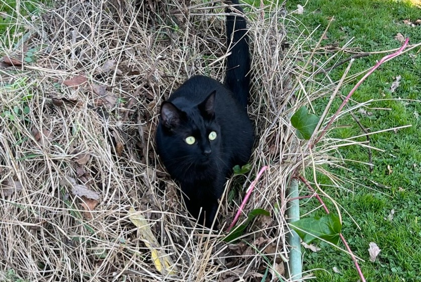 Alerte Disparition Chat  Femelle , 1 ans Rixensart Belgique