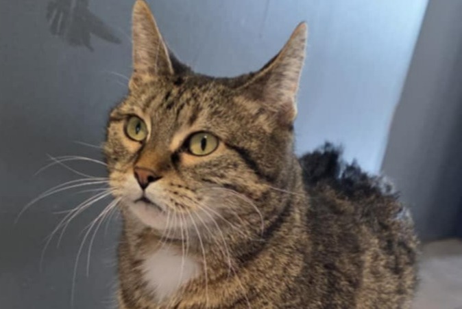 Alerte Disparition Chat  Femelle , 11 ans Tinlot Belgique