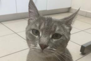 Alerte Découverte Chat Femelle Rennes France