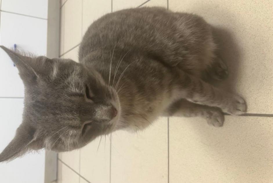 Alerte Découverte Chat Femelle Rennes France