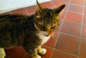 Alerte Découverte Chat Inconnu Nouaillé-Maupertuis France