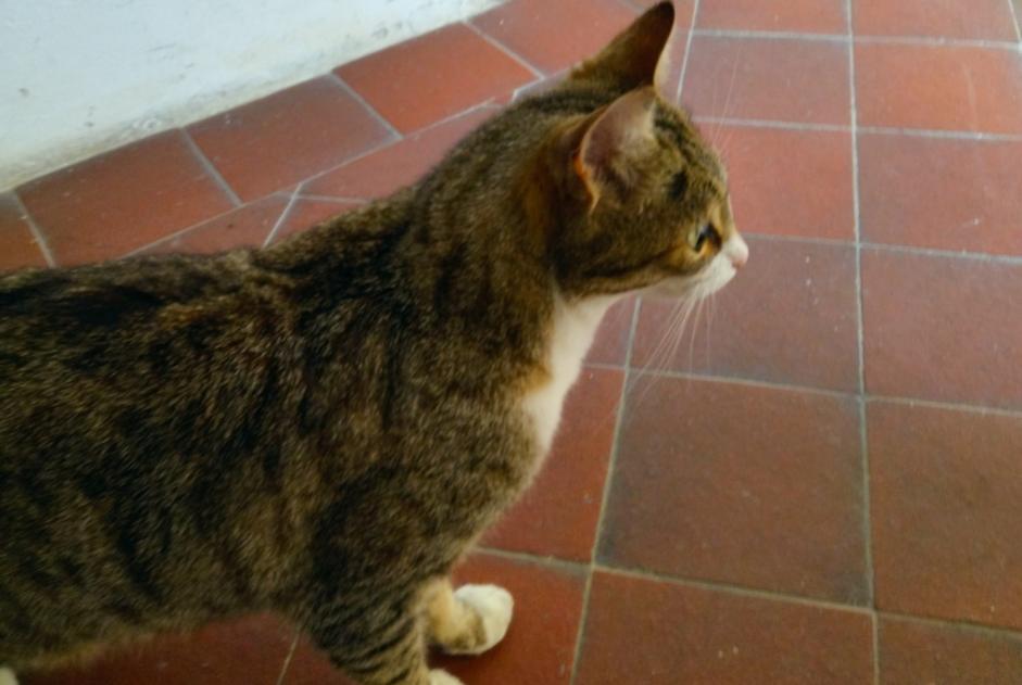 Alerte Découverte Chat Inconnu Nouaillé-Maupertuis France