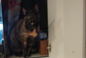Alerte Disparition Chat croisement  Femelle , 9 ans Marseille France