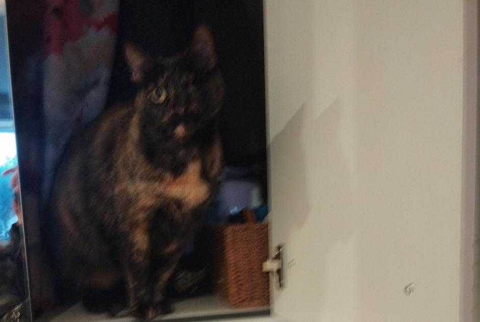 Alerte Disparition Chat croisement  Femelle , 9 ans Marseille France
