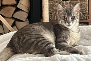 Alerte Disparition Chat  Mâle , 2 ans Lingolsheim France