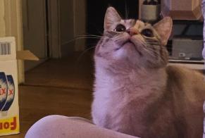 Alerte Disparition Chat Femelle , 4 ans Tulle France