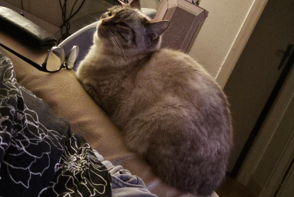 Alerte Disparition Chat Femelle , 4 ans Tulle France