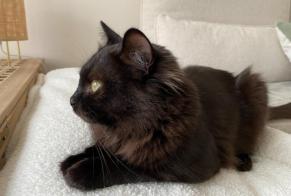 Alerte Disparition Chat Mâle , 1 ans Crépy-en-Valois France