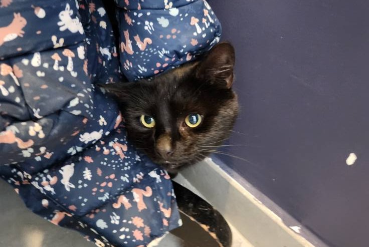 Alerte Découverte Chat Inconnu Charleroi Belgique