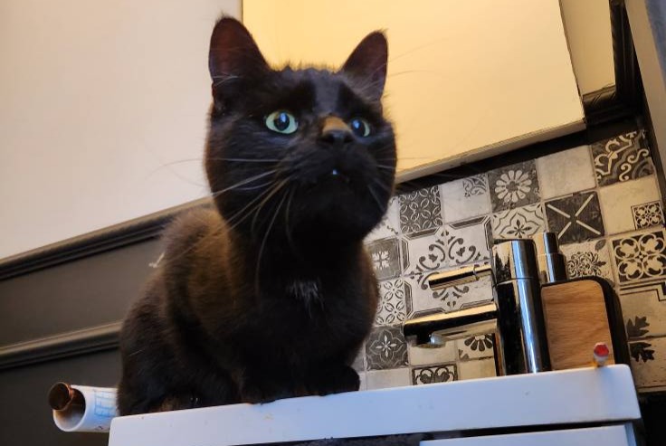 Alerte Découverte Chat Inconnu Charleroi Belgique