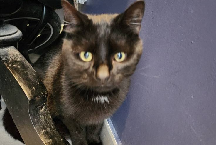 Alerte Découverte Chat Inconnu Charleroi Belgique