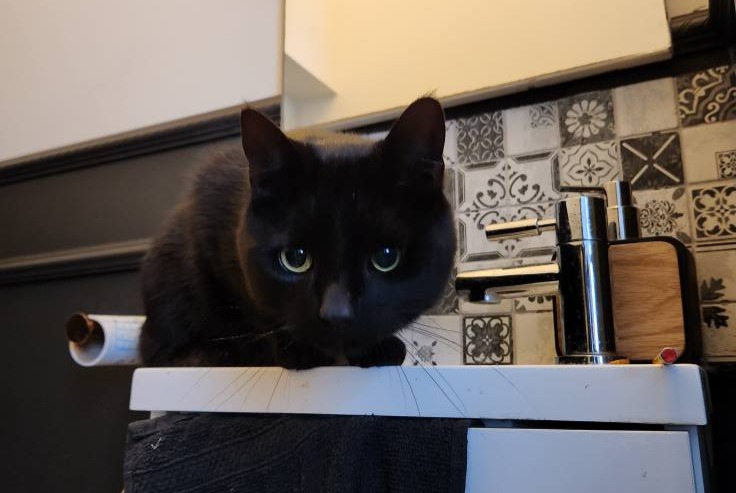 Alerte Découverte Chat Inconnu Charleroi Belgique