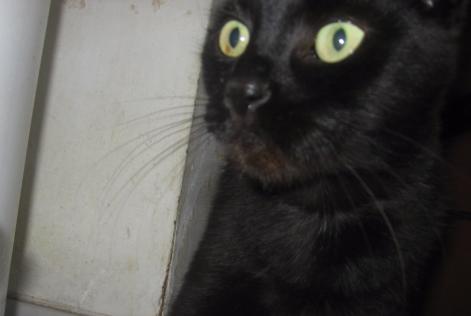 Avviso scomparsa Gatto Type européen Femmina , 24 anni Herstal Belgio