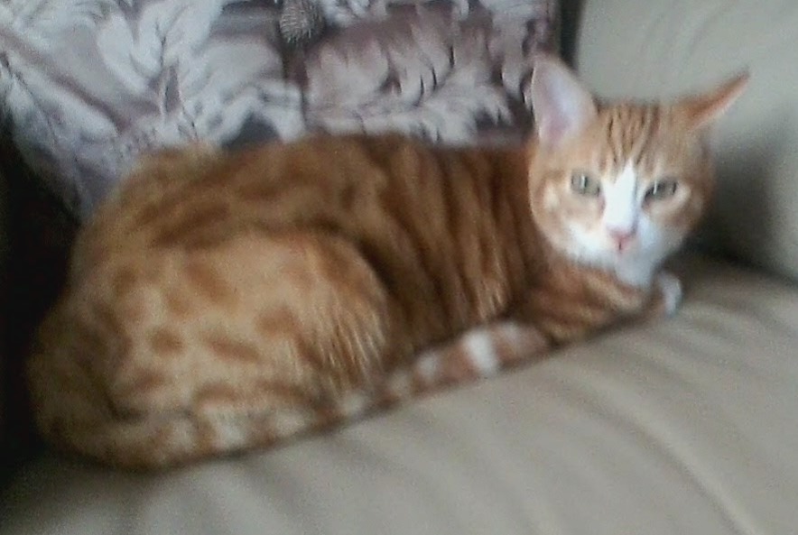 Avviso scomparsa Gatto Maschio , 8 anni Rue Belgio
