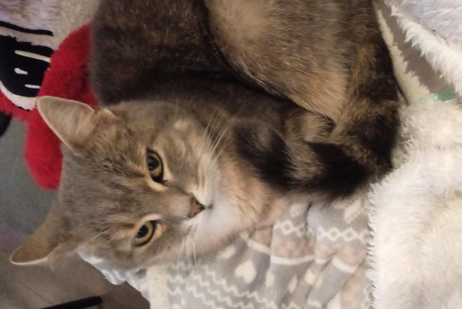 Avviso scomparsa Gatto Femmina , 12 anni Dinant Belgio