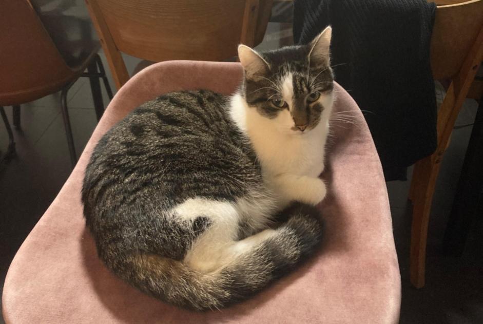 Avviso scomparsa Gatto  Maschio , 4 anni Mechelen Belgio