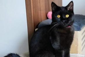 Avviso scomparsa Gatto Maschio , 1 anni Molenbeek-Saint-Jean Belgio