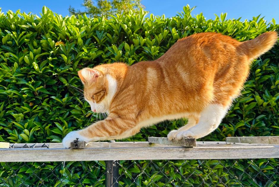 Avviso scomparsa Gatto  Maschio , 4 anni Zemst Belgio
