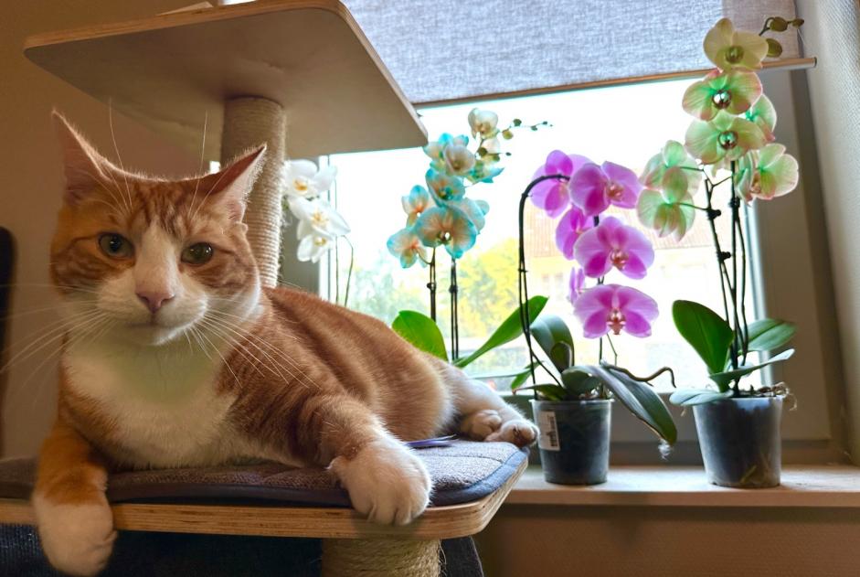 Avviso scomparsa Gatto  Maschio , 4 anni Zemst Belgio