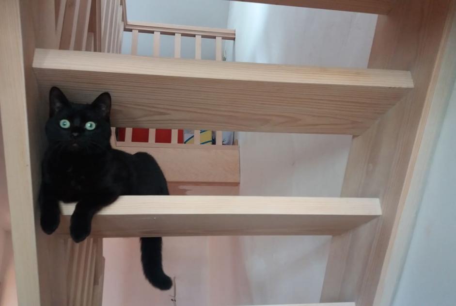 Avviso scomparsa Gatto incrocio di razze  Maschio , 7 anni Charleroi Belgio