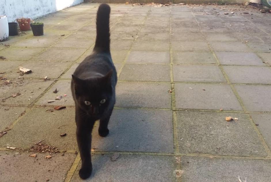 Avviso scomparsa Gatto incrocio di razze  Maschio , 7 anni Charleroi Belgio