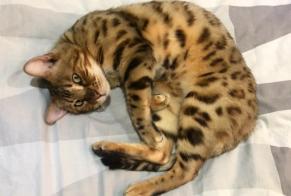 Avviso scomparsa Gatto  Maschio , 4 anni Ans Belgio