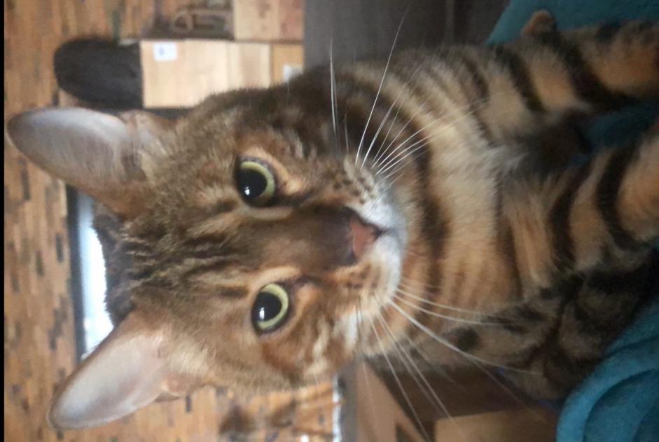 Avviso scomparsa Gatto  Maschio , 4 anni Ans Belgio