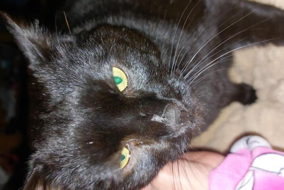Avviso scomparsa Gatto Maschio , 3 anni Sprimont Belgio
