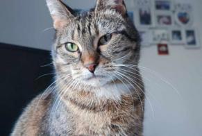 Avviso scomparsa Gatto  Femmina , 11 anni Tinlot Belgio