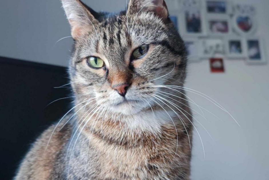 Avviso scomparsa Gatto  Femmina , 11 anni Tinlot Belgio