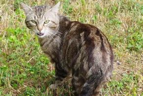 Avviso Ritrovamento Gatto  Maschio Vinneuf Francia