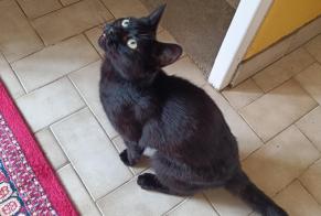 Avviso Ritrovamento Gatto Femmina Coutances Francia