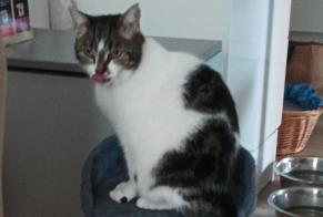 Avviso scomparsa Gatto Maschio , 12 anni Poitiers Francia