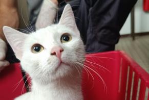 Avviso Ritrovamento Gatto Femmina Armentières Francia