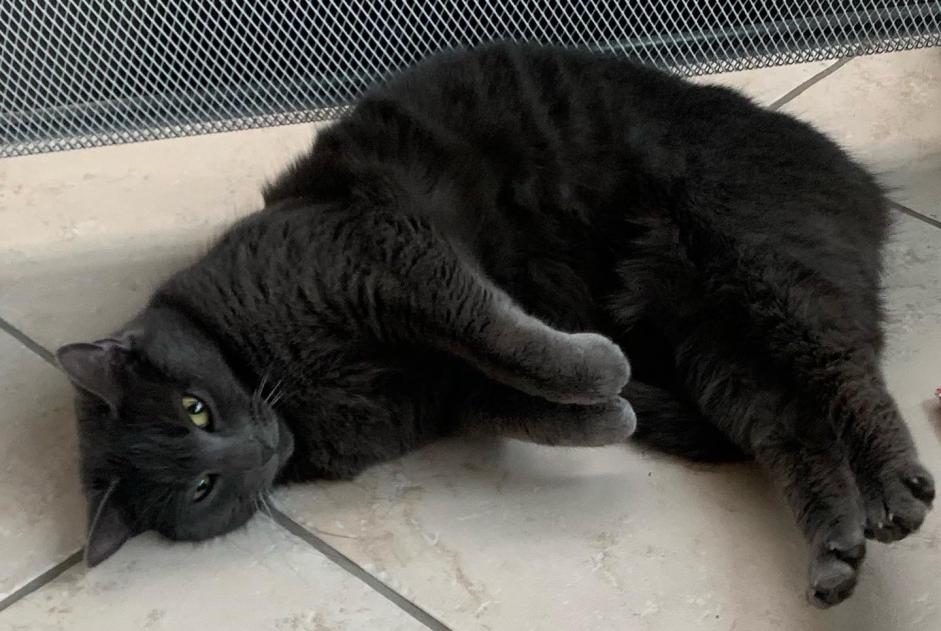 Avviso scomparsa Gatto Maschio , 6 anni Étréchy Francia