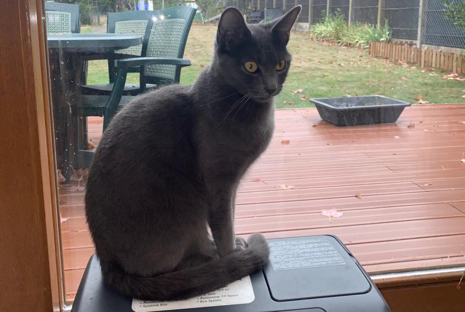 Avviso scomparsa Gatto Maschio , 6 anni Étréchy Francia