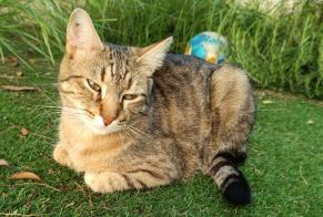 Avviso scomparsa Gatto  Maschio , 2 anni Saint-Aunès Francia