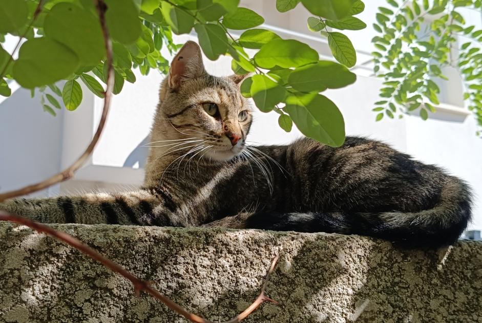 Avviso scomparsa Gatto  Maschio , 2 anni Saint-Aunès Francia