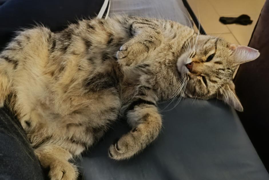 Avviso scomparsa Gatto  Maschio , 2 anni Saint-Aunès Francia