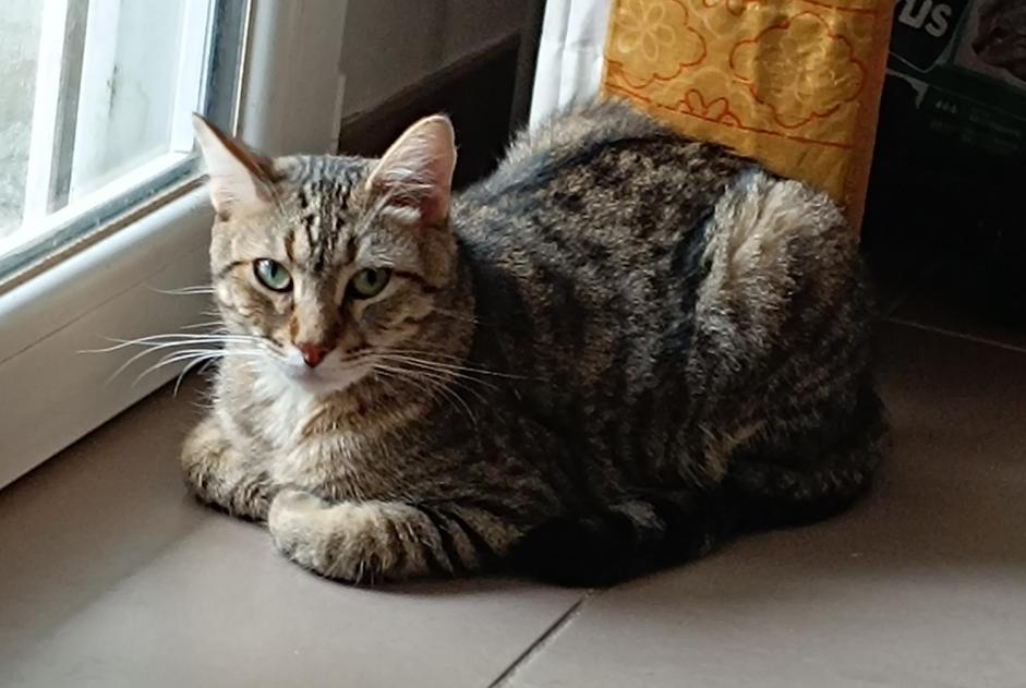 Avviso scomparsa Gatto  Maschio , 2 anni Saint-Aunès Francia