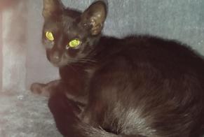 Avviso Ritrovamento Gatto Femmina Bourg-lès-Valence Francia