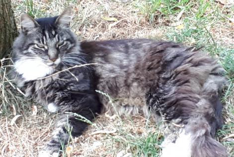 Alerta desaparecimento Gato  Macho , 15 anos La Grange des Champs Belgium
