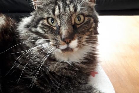 Alerta desaparecimento Gato  Macho , 15 anos La Grange des Champs Belgium