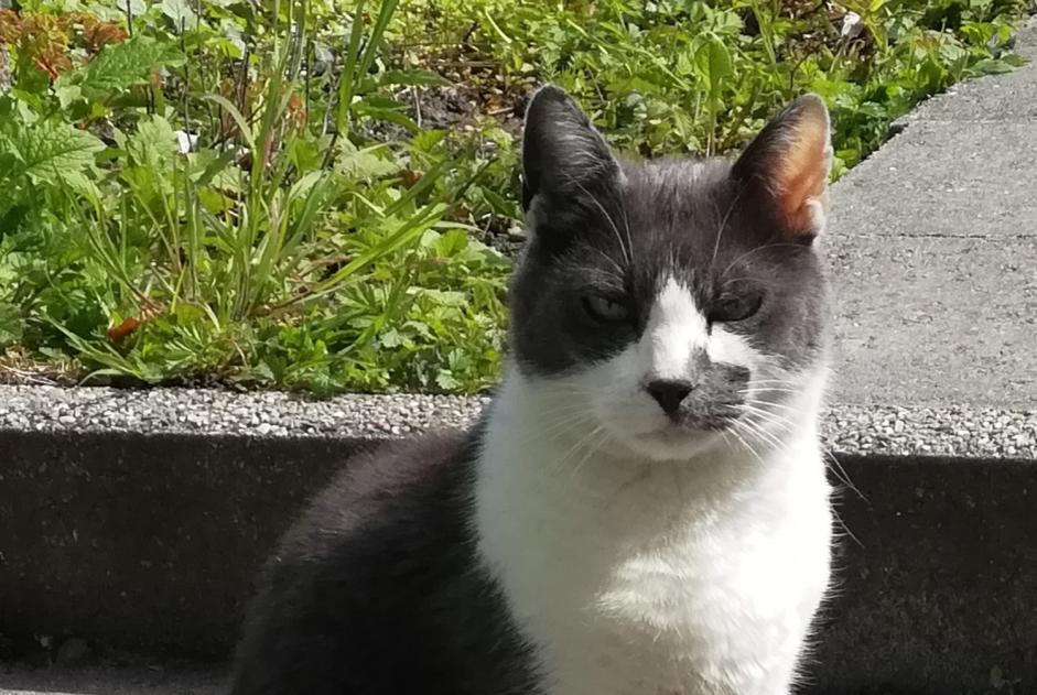 Alerta desaparecimento Gato  Macho , 10 anos Liège Belgium