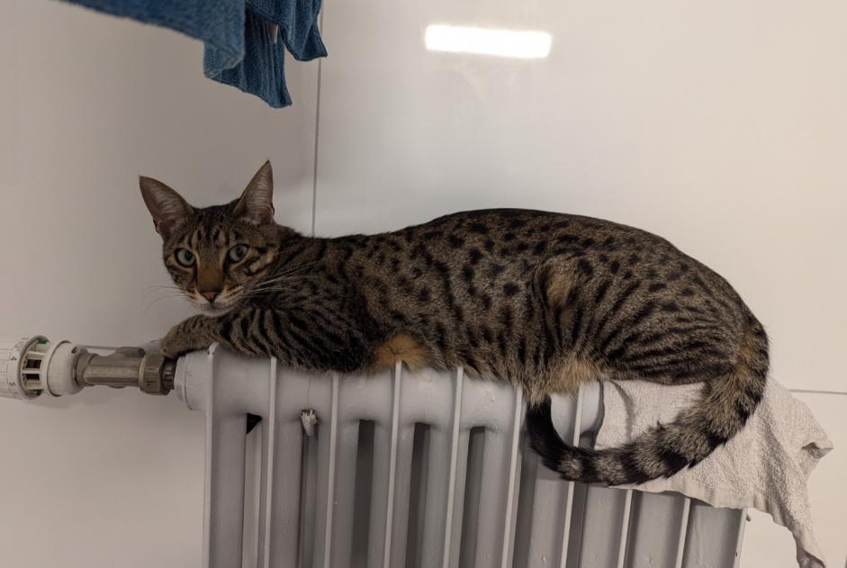 Vermisstmeldung Katze  Männliche , 2 jahre Niouc Schweiz