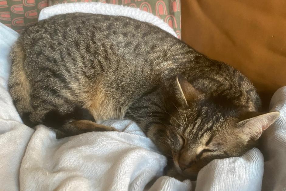 Vermisstmeldung Katze Weiblich , 2 jahre Begnins Schweiz
