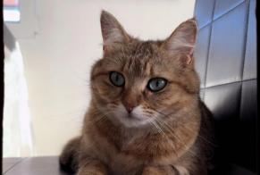 Vermisstmeldung Katze Weiblich , 2 jahre Grandcour Schweiz