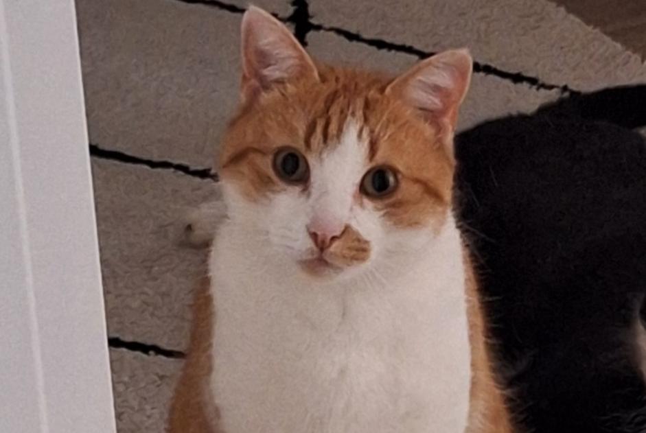 Vermisstmeldung Katze rassenmischung  Männliche , 5 jahre Val-de-Ruz Schweiz