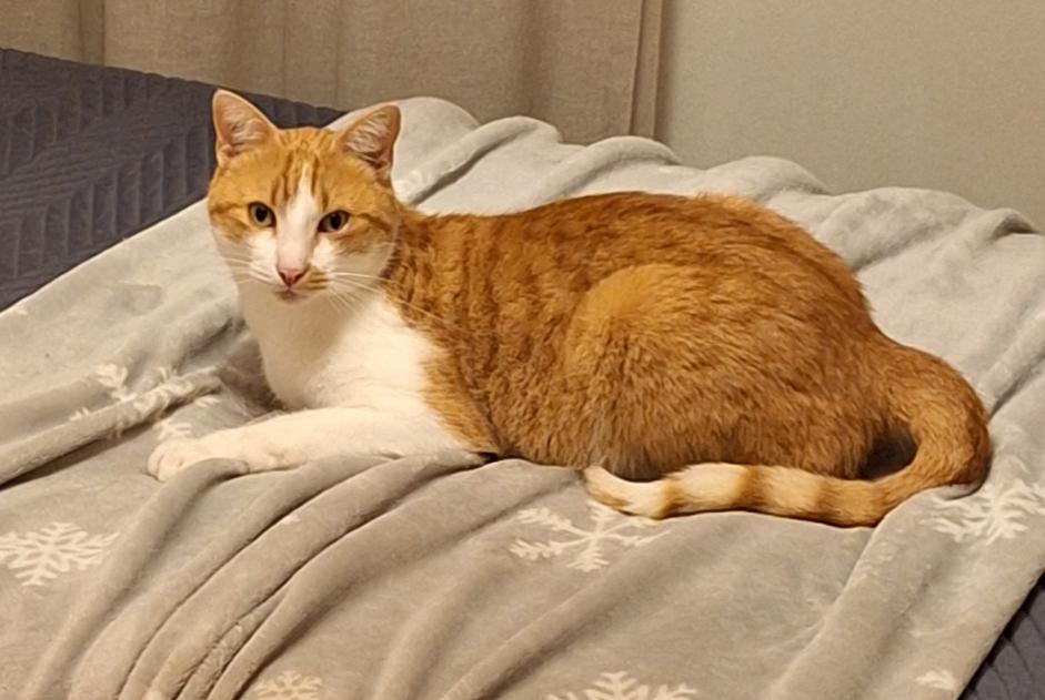 Vermisstmeldung Katze rassenmischung  Männliche , 5 jahre Val-de-Ruz Schweiz