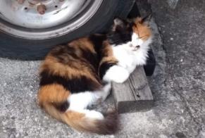 Vermisstmeldung Katze  Weiblich , 11 jahre Lonay Schweiz